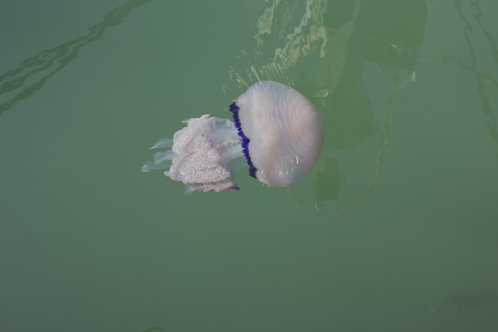 A jellyfish in the water at Gaeta Marina, a great place to visit in Italy with children when on holiday in Italy . Taken approaching sunset, the perfect time of day for family portraits in Italy